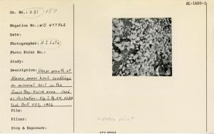 Dense growth of Alaska paper birch seedlings on mineral soil in the Goose Bay-Knik area. Used as illustration, Fig. 7, Pg.24, USDA Tech. Bull. 1133. 1956.
