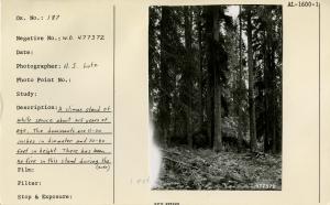 A climax stand of white spruce about 215 years of age. The dominants are 11-20 inches in diameter and 70-80 feet in height. There has been no fire in this stand during the life of the trees now standing. Used as illustration in Station Paper No. 1, AFRC, 1953.