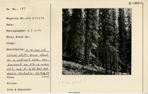150 year old climax white spruce stand on a southwest slope. The dominants are 9 to 16 inches d.b.h. and 70 to 85 feet tall. Used as illustration, Fig. 19, Pg. 64, USDA Tech. Bull No. 1133, March 1956.