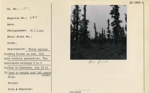 Black spruce muskeg forest on wet, flat land without permafrost. The dominants average 2 to 3 inches diameter, are 20 to 30 feet in height and 140 years old.  Near Houston, west of Wasilla.