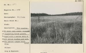 Wet meadow, with some open water; incapable of supporting forest growth. Fringed with a narrow strip of black spruce muskeg and with white spruce-paper birch forest on the upland in the background. Kenai Peninsula.