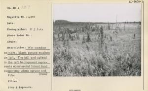 Wet meadow on right, black spruce muskeg on left. The hill and upland in the left background represents commercial forest land supporting white spruce and paper birch. Here, as elsewhere on the Kenai Peninsula, the black spruce type boundaries tend to fo...