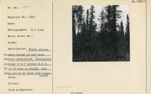 Black spruce muskeg forest on wet land without permafrost. Dominants average 4 to 7 inches d.b.h.,  50 to 35 feet in height and ages run to at least 220 years.  Between Kasilof and Soldatna, Kenai Pensula.