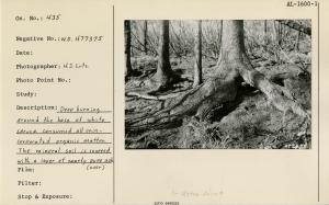 Deep burning around the base of white spruce consumed all unincorporated organic matter. The mineral soil discovered with a layer of nearly pure ash.  Used as illustration, Fig. 21, page 74, USDA Tech. Bull No. 1133, March 1956.