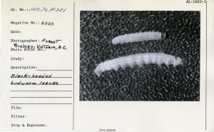 Black-headed budworm larvae. [Year estimated.]