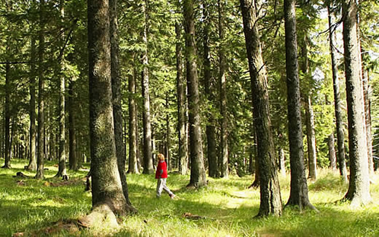 Woman walking through a forest.