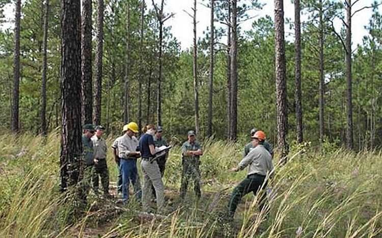 A group of resource officials and partners having a discussion in a pine forest.