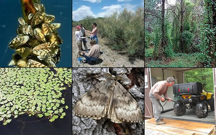 Six invasive species images: zebra mussels, researchers and tamarisk, kudzu growing in a pine forest, aquatic weeds, gypsy moth, and man cleaning an ATV after use to wash off potential invasive plants seeds.