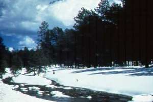 Ponderosa pine forest in winter