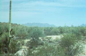 Desert Shrubland site