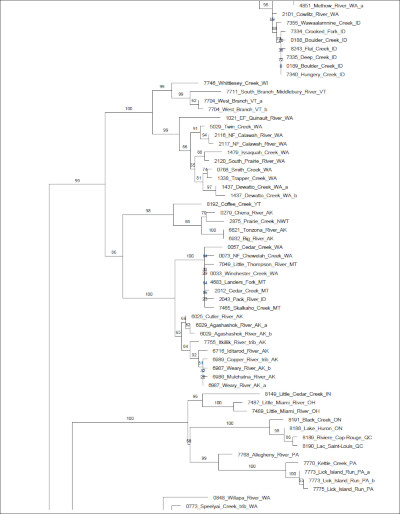 screen capture of a small part of the  phylogenetic tree in the PDF file linked.
