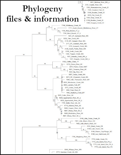 Phylogenetic Trees thumbnail