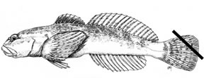 fin clip example on a  drawing of a sculpin for the Sculpin Qwest database