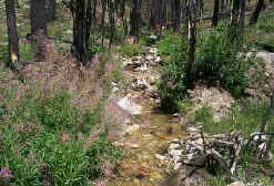  Photo of  Decker Creek w/ Fireweed 
