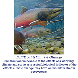 Bull Trout and climate change - bull trout are vulnerable to the effects of a warming climate and serve as a useful biological indicator of the effects of climate change may have on mountain stream ecosystems