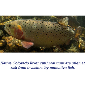 native colorado river cutthroat trout are often at rish from invasions by nonnative fish
