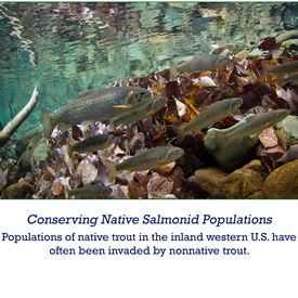 conserving native salmonid populations - populations of native trout in the inland western US have often been invaded by nonnative trout