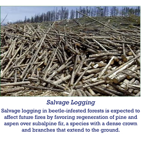 Salvage Logging in beetle-infested forests is expected to affect future fires by favoring regeneration of pine and aspen over subalpine fir, a species with a dense crwon and branches that extend to the ground