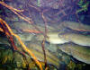Migratory adult bull trout