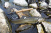 Bull trout with archival tag