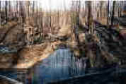 photo, trail creek post-fire 1994
