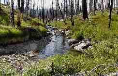 photo, post-fire trail creek 2000