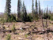 Photo of down trees from beetle kill