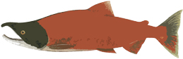 sockeye salmon image