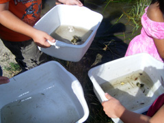 children exploring what is in the river - from rocks to insects and plants