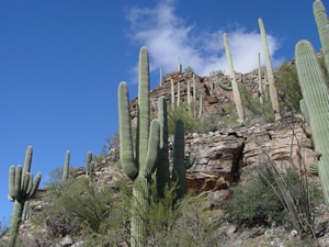 Saguaro cactus in Sabino Canyon in southeastern Arizona