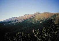 Rocky Mountain bristlecone vista, Anna Schoettle