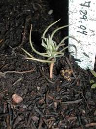 RM bristlecone pine seedlings, Sarah Schmeer