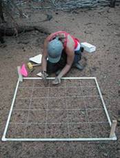 Direct seedling research, Anna Schoettle