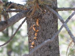 Rust on Rocky Mountain Bristlecone Pine, Kelly Burns