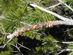 Rust on Whitebark Pine, Anna Schoettle