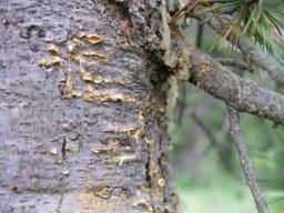 Rust on Whitebark Pine