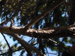 Rust on Foxtail Pine, Dean Burton