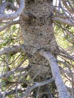 Rust on Foxtail Pine stem canker, Dean Burton