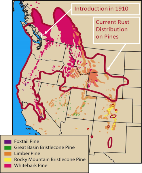 map showing distribution of rust on different species of pine