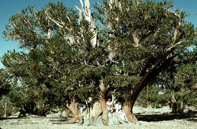 Great Basin bristlecone pine (Pinus longaeva)