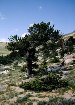 Rocky Mountain bristlecone pine (Pinus aristata)