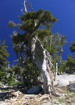 Foxtail pine (Pinus balfouriana)