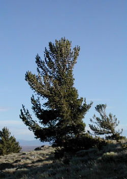 Limber pine (Pinus flexilis)