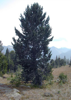 Whitebark pine (Pinus albicaulis)