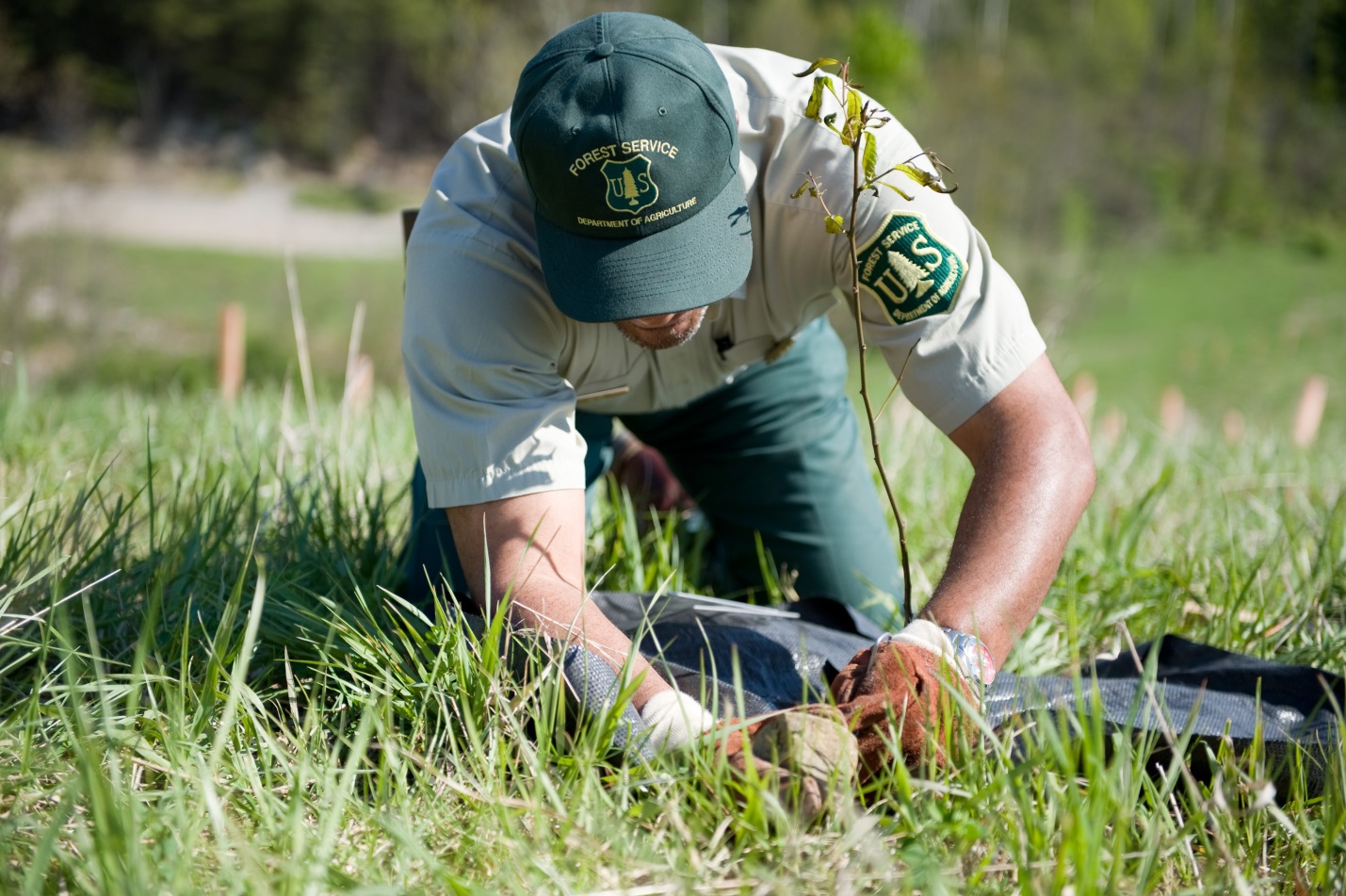 A picture of a Forest Service employee planting a American Chestnut seedling.