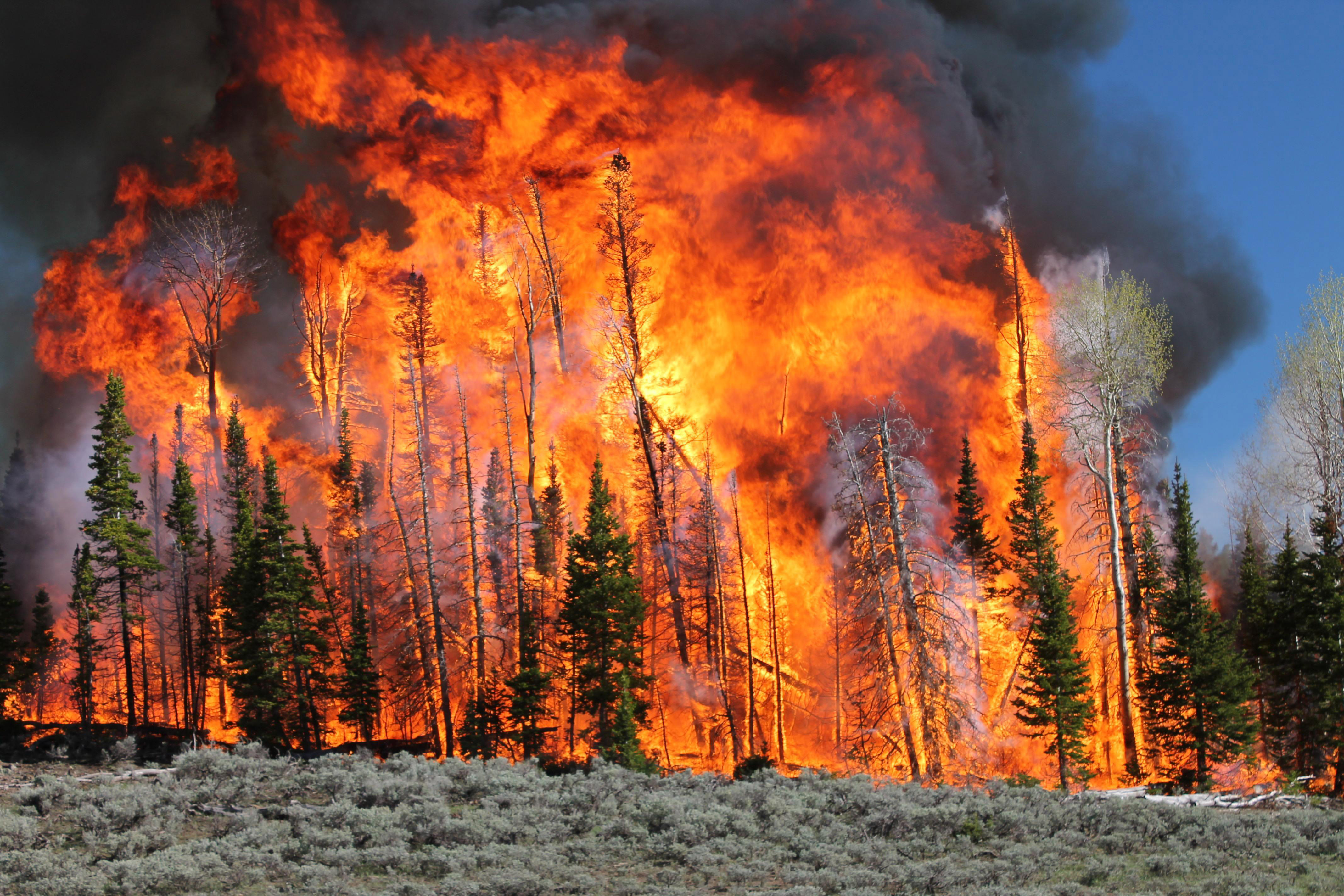 A picture of a large wildfire burning up a tree stand on a mountain.