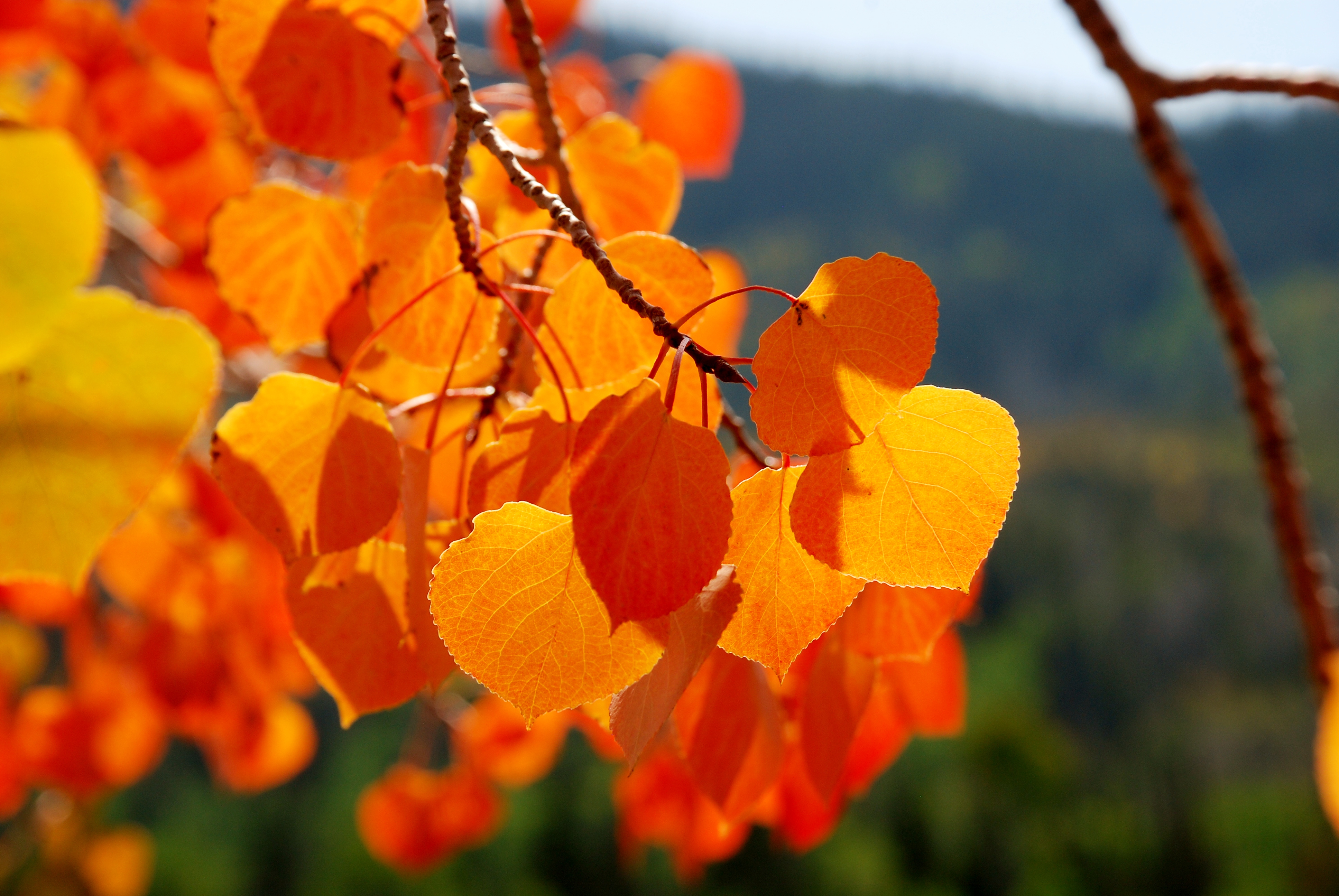 Aspen leafs: fall colors. Beaver Ranger District, Fishlake National Forest. (Forest Service Photo by Scott Bell)