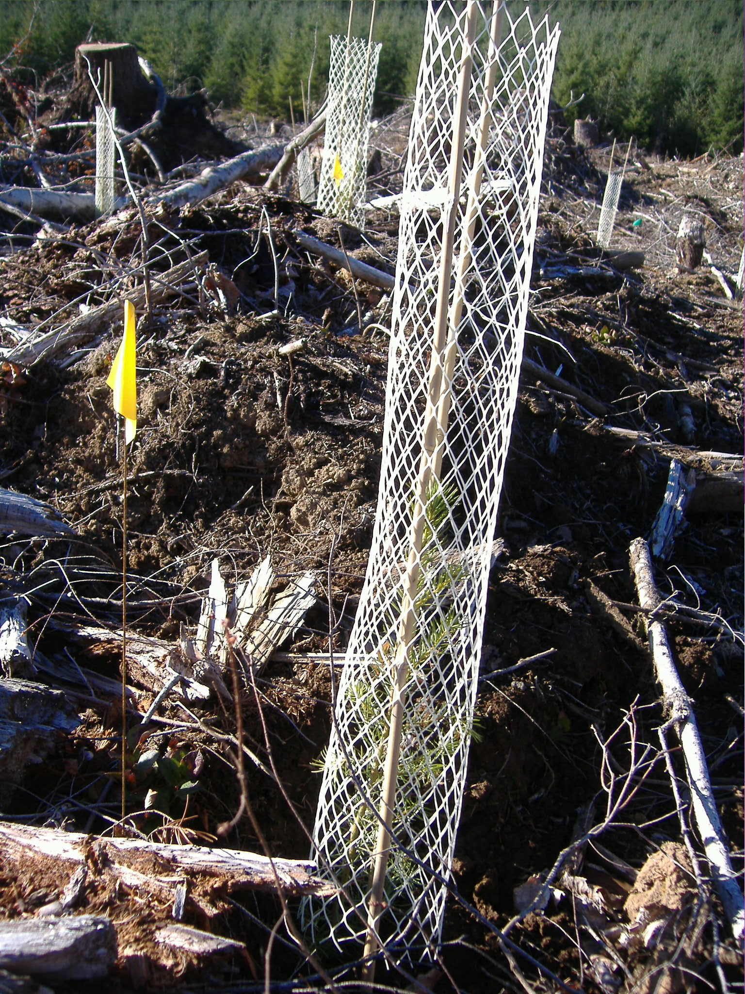 On sites where deer and elk browsing can be a problem, installing mesh tubes can help protect newly planted seedlings from animal damage