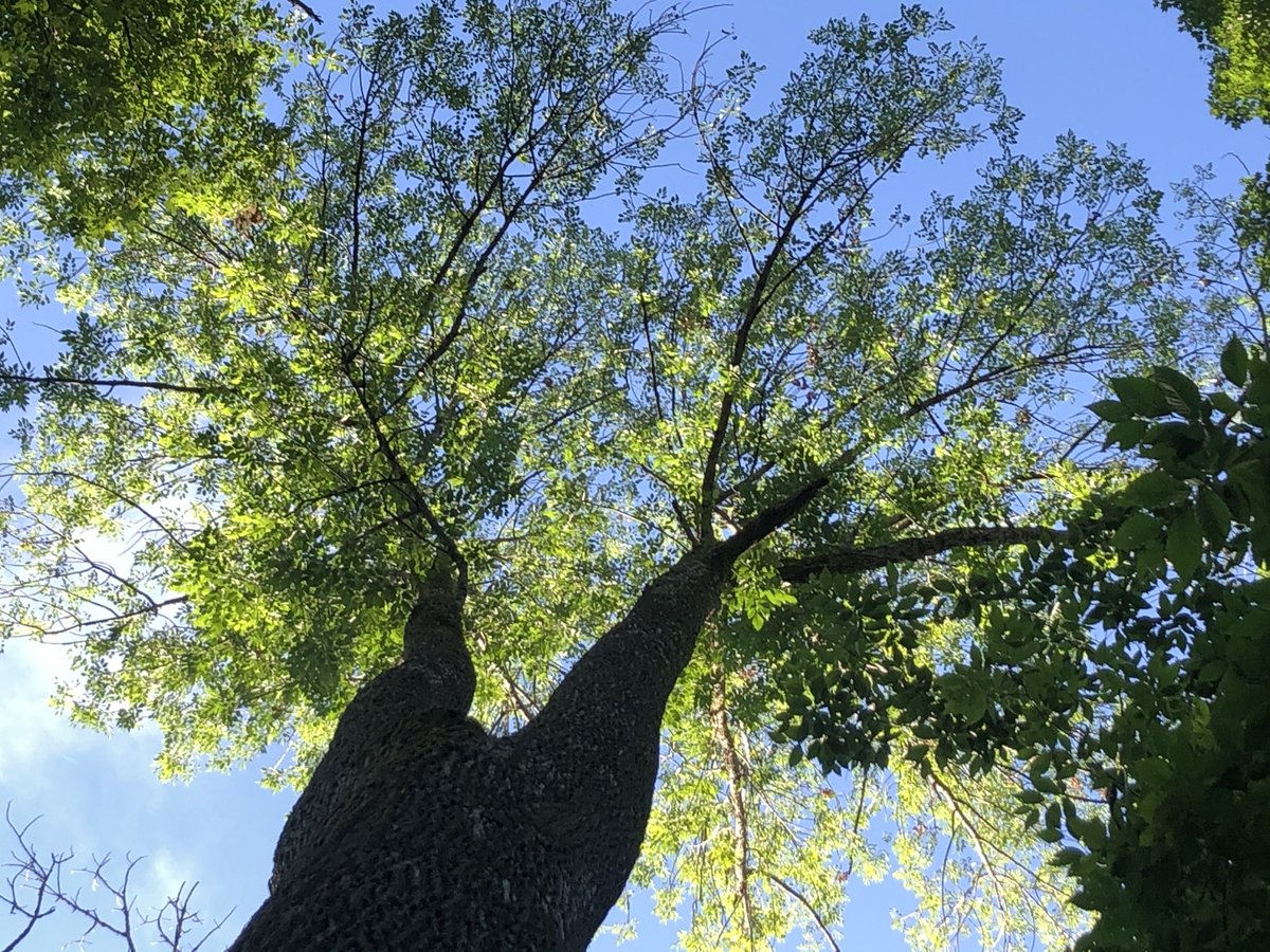 A picture looking up at a very tall ash tree.
