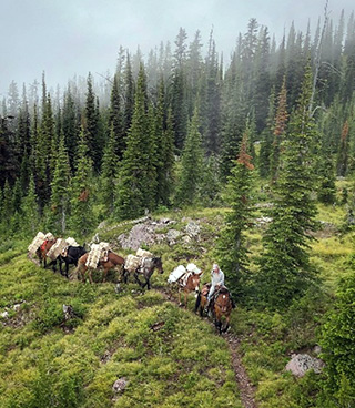A trail guide on a horse leading five pack horses along a forest trail